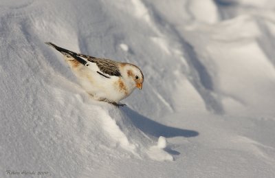 Bruant des neiges - _MG_0680 - Snow Bunting