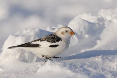 Bruant des neiges -  _MG_0764 - Snow Bunting