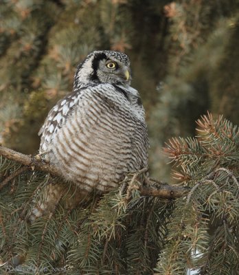 Chouette pervire -- _E0K0606 -- Northern Hawk Owl