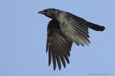 Corneille d'Amérique -- American Crow