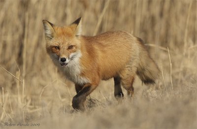 Renard roux -- _E0K1104 -- Red Fox