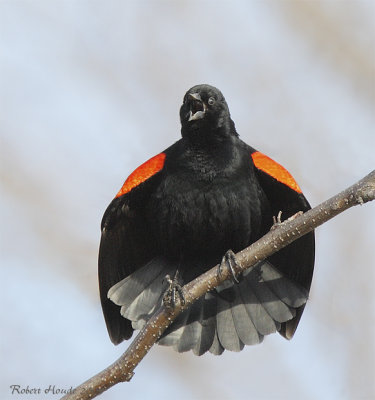 Carouge  paulettes -- _E0K1340 -- Red-winged Blackbird