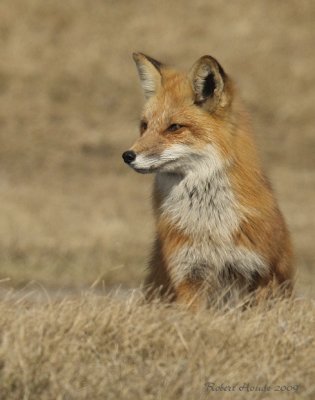 Renard roux -- _E0K1063 -- Red Fox