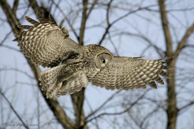 Chouette lapone -- _Z0U0290 -- Great Gray Owl