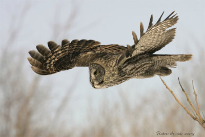 Chouette lapone -- _Z0U0570 -- Great Gray Owl