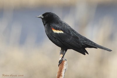 Carouge  paulettes -- _MG_5729 -- Red-winged Blackbird
