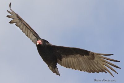 Urubu  tte rouge - _MG_5860 - Turkey Vulture