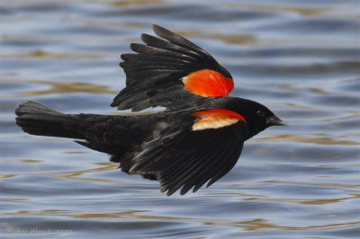 Carouge à épaulettes -- Red-winged Blackbird