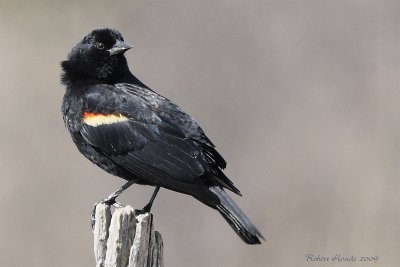 Carouge  paulettes -- _MG_5741 -- Red-winged Blackbird