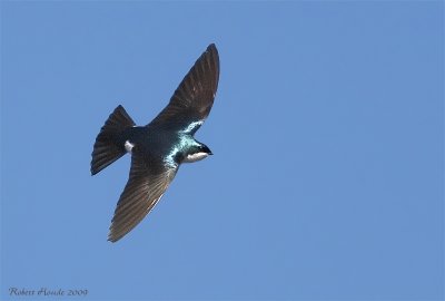 Hirondelle bicolore en vol -- Tree Swallow in flight