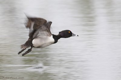 Fuligule  collier -- _E0K3260 -- Ring-necked Duck