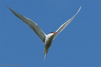 Sterne pierregarin --  _E0K3799 -- Common Tern