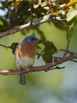 Merlebleu de l'Est -- Eastern Bluebird