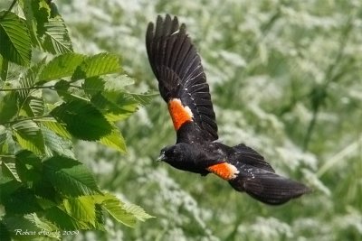 Carouge  paulettes -- _E0K4809 -- Red-winged Blackbird