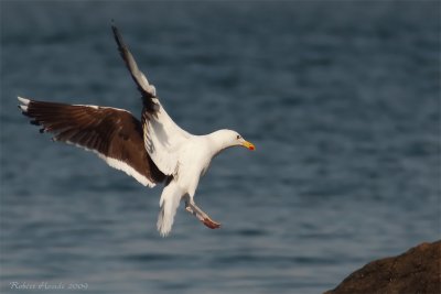 Goéland marin, Great Black-backed Gull