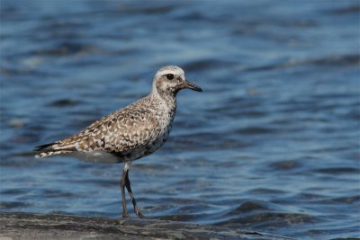 Pluvier argent -- _E0K7238 -- Black-bellied Plover