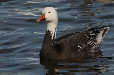 Oie blanche de forme bleue -- _E0K9310 -- Blue Morph Snow Goose