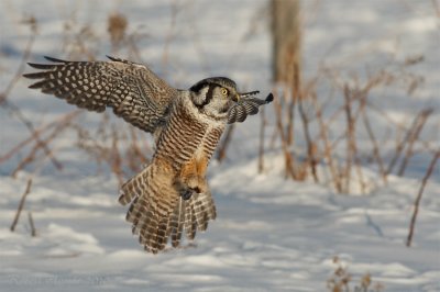 Chouette pervire -- _E0K3799 -- Northern Hawk Owl