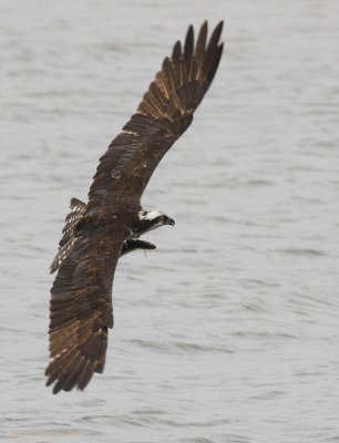 Balbuzard -- _E0K4473 -- Osprey