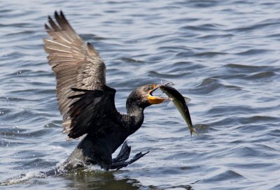 Cormoran  aigrettes -- _E0K6265 -- Double-crested Cormorant