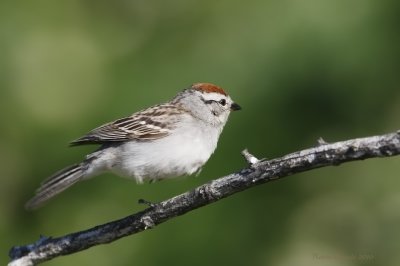 Bruant familier -- _E0K5682 -- Chipping Sparrow