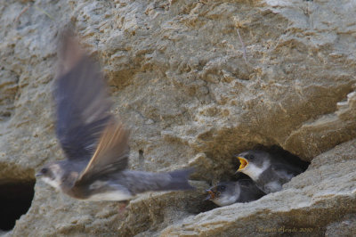 Hirondelle de rivage -- Bank Swallow