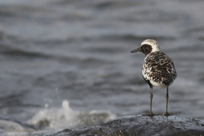 Pluvier argent - _E0K0813 - Black-bellied Plover