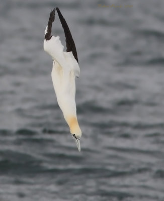 Fou de Bassan - _E0K3352 - Northern Gannet