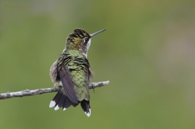 Colibri  gorge rubis -- _E0K3573 -- Ruby-throated Hummingbird