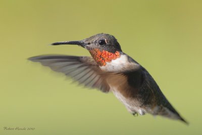 Colibri  gorge rubis -- _E0K1548 -- Ruby-throated Hummingbird