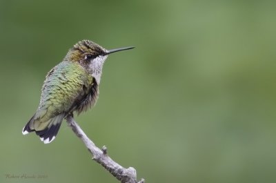 Colibri  gorge rubis -- _E0K3745 -- Ruby-throated Hummingbird