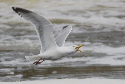 Goland argent (Herring Gull)