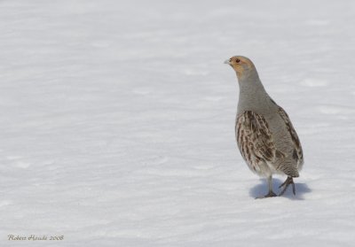 Perdrix grise -- _E0K2371 -- Gray Partridge