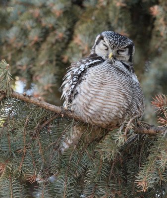 Chouette pervire -- _E0K0622 -- Northern Hawk Owl