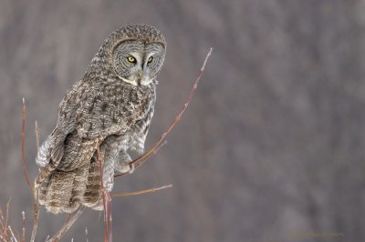 Chouette lapone // Great Gray Owl