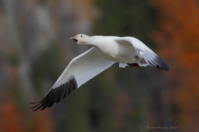 Oie blanche -- _E5H9088 -- Snow Goose