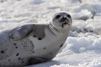 Phoque du Groenland -- _E5H2607 -- Harp Seal