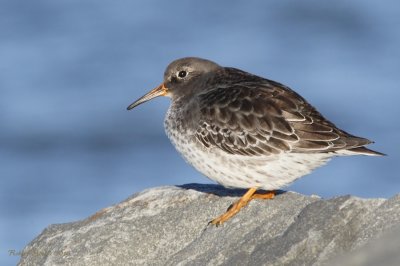 Bcasseau violet -- Purple Sandpiper