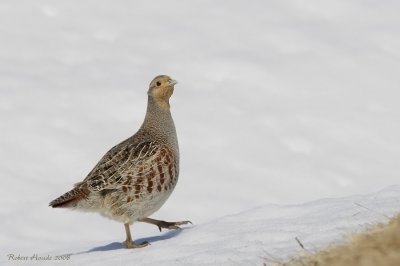 Perdrix grise -- _E0K2408 -- Gray Partridge