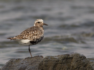 Pluvier argent -- _E5H3985 -- Black-bellied Plover