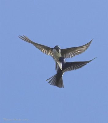 Hirondelle bicolore -- _Z0U3116 -- Tree Swallow