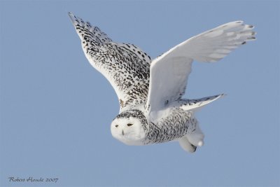 Harfang des neiges -- _E0K0458 -- Snowy Owl