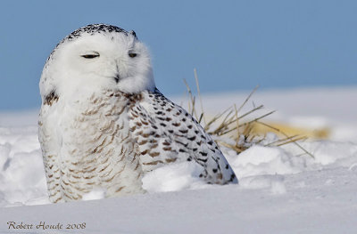 Harfang des neiges -- _E0K1917 -- Snowy Owl