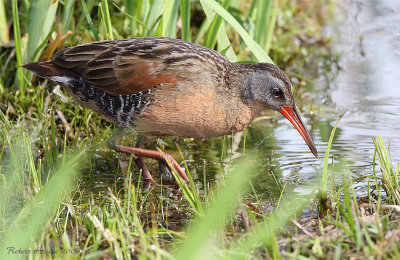 Rle de Virginie -- _E0K9413 -- Virginia Rail