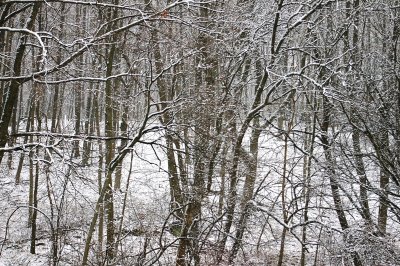 Woods in the snow