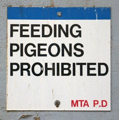 MTA PIGEON
