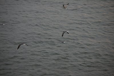 IMGP8352.JPG