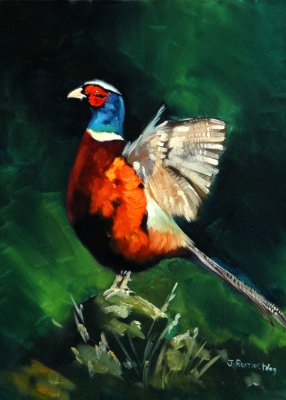 RING PHEASANT.jpg