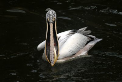 Pelican with fish