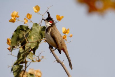 Red Whiskered Bulbul.jpg